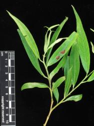 Salix matsudana × S. alba. Upper leaf surfaces and leaf gall.
 Image: D. Glenny © Landcare Research 2020 CC BY 4.0